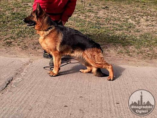 Prodajem stenad nemackog ovcara
