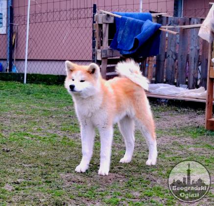 Akita Inu - štenad