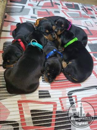 Doberman štenci