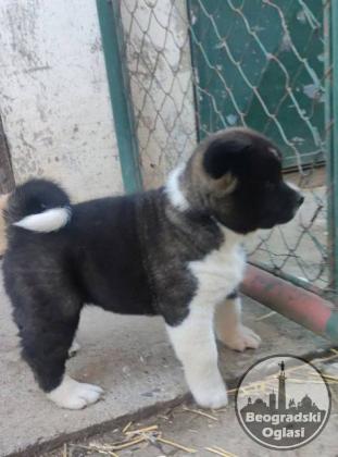 Američka Akita štenci