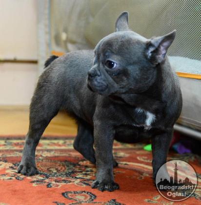 Francuski Buldog Plavi