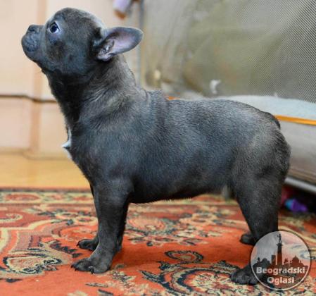 Francuski Buldog Plavi