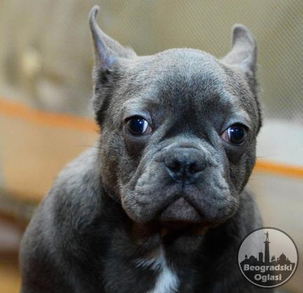 Francuski Buldog Plavi
