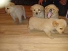 Štenci labrador na prodaju