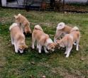 Akita Inu - štenad