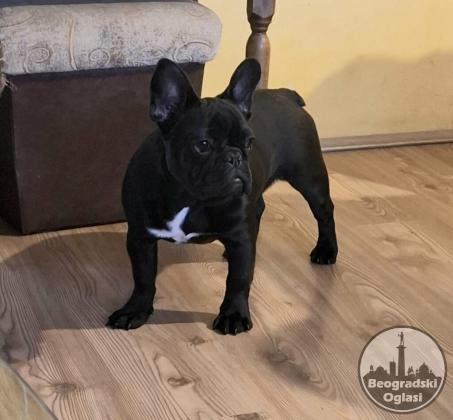 Francuski Buldog PRELEPI štenci