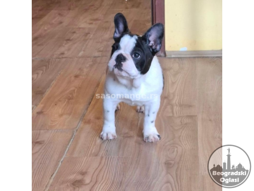 Francuski Buldog PRELEPI štenci