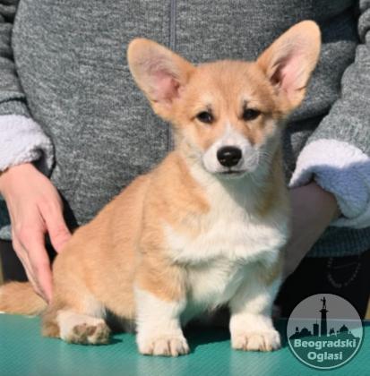 Velski korgi/Welsh Corgi Pembroke POVOLJNO
