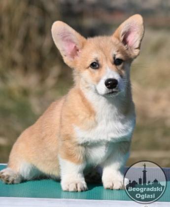 Velski korgi/Welsh Corgi Pembroke POVOLJNO