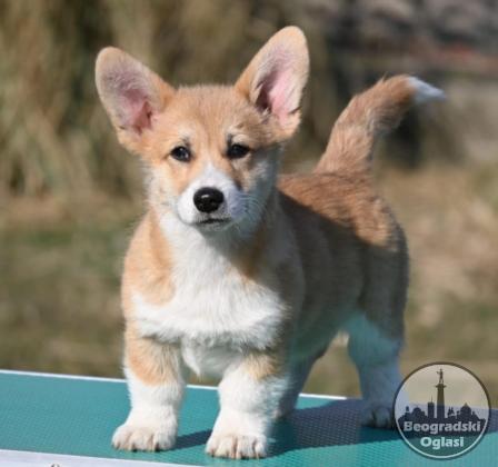 Velski korgi/Welsh Corgi Pembroke POVOLJNO