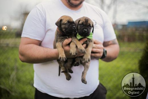 Cane Corso prelepi štenci