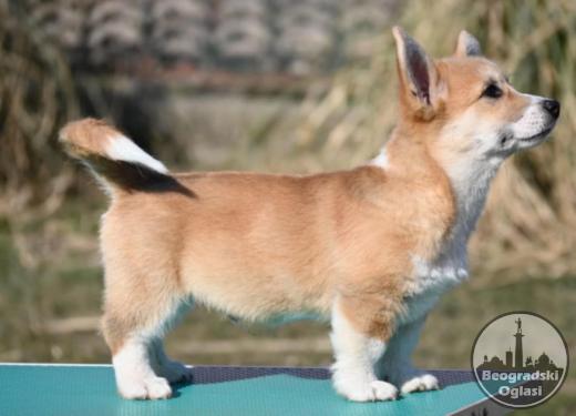 Velski korgi/Welsh Corgi Pembroke POVOLJNO