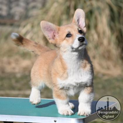 Velski korgi/Welsh Corgi Pembroke POVOLJNO