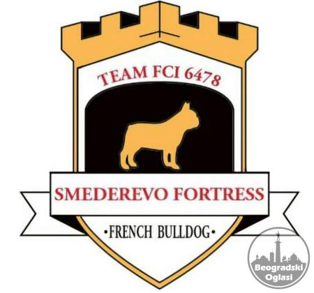 Francuski Buldog PRELEPI štenci