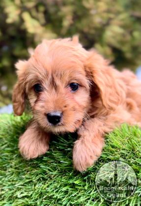 Cavapoo- kavapoo (cavalier + toy pudla)