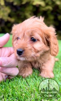 Cavapoo- kavapoo (cavalier + toy pudla)