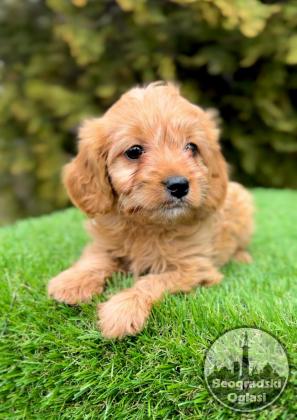 Cavapoo- kavapoo (cavalier + toy pudla)