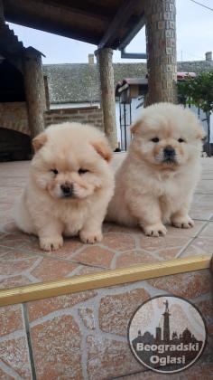 Chow chow