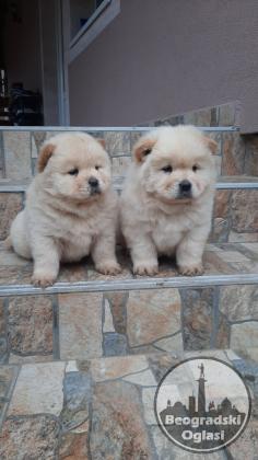 Chow chow
