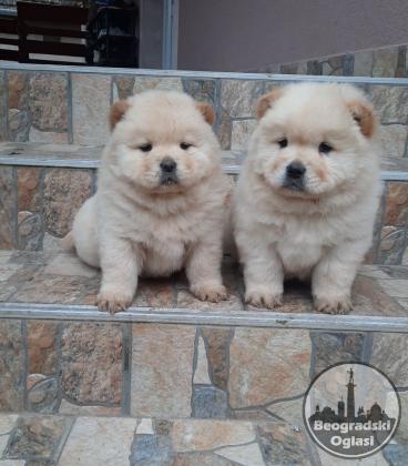 Chow chow