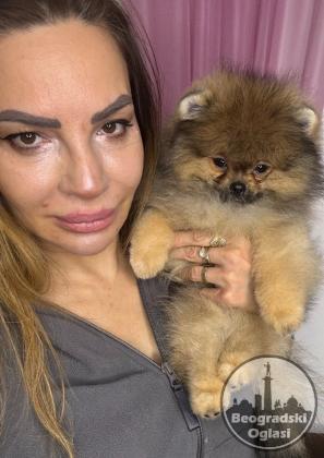 Cistokrvni pomeranci tedi bear tipa