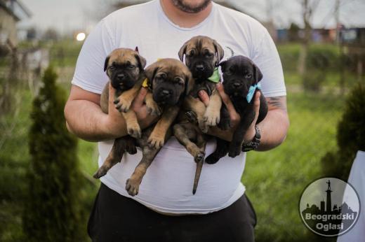 Cane Corso prelepi štenci