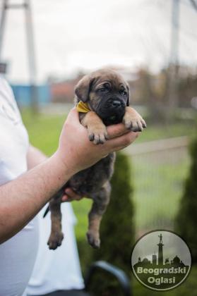 Cane Corso prelepi štenci