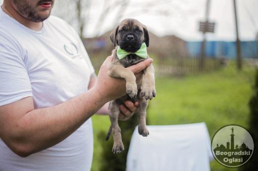 Cane Corso prelepi štenci