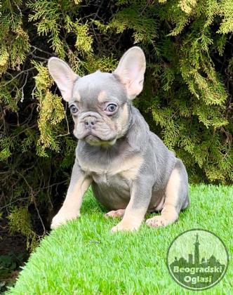 Francuski buldog