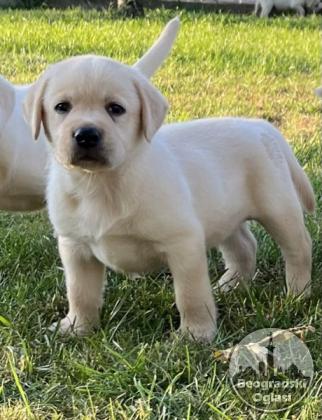 Labrador retriver štenci