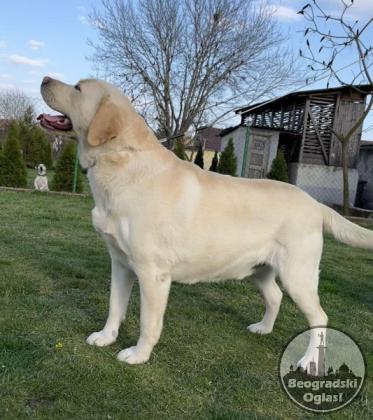 Labrador retriver štenci