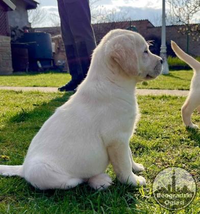 Labrador retriver štenci