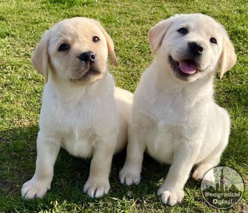 Labrador retriver štenci