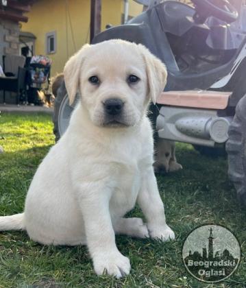 Labrador retriver štenci