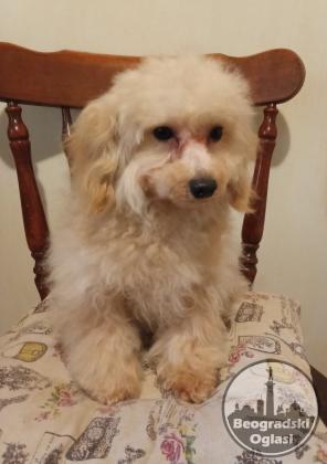 MALTIPOO