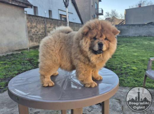 Na prodaju stene Chow Chow staro tri meseca