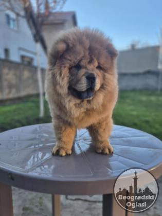 Na prodaju stene Chow Chow staro tri meseca