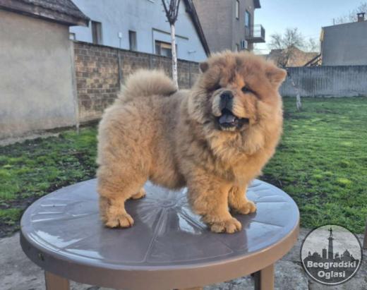 Na prodaju stene Chow Chow staro tri meseca