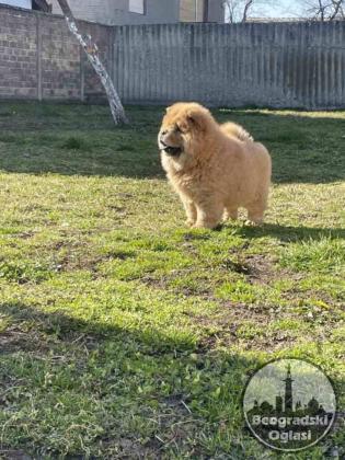 Na prodaju stene Chow Chow staro tri meseca