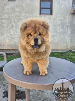 Na prodaju stene Chow Chow staro tri meseca