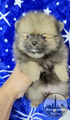 Pomeranac Boo stenci