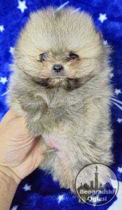Pomeranac Boo stenci