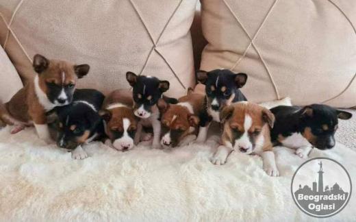Basenji stenci