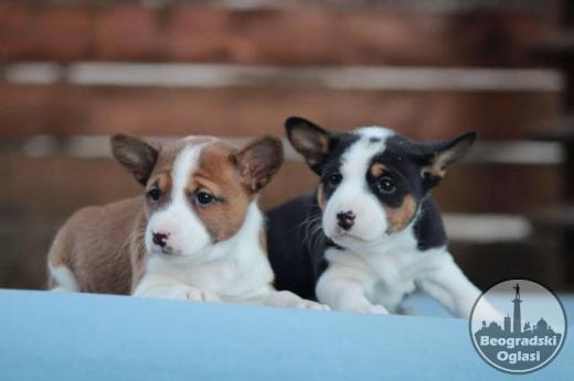 Basenji stenci