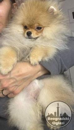 Pomeranski špic Teddy Bear tip