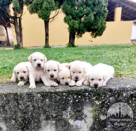 Labrador retriver štenci