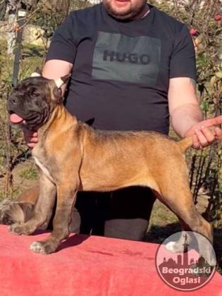 Cane Corso štenci