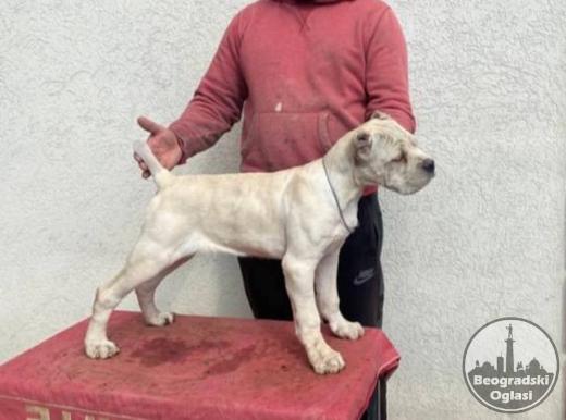 Cane Corso štenci