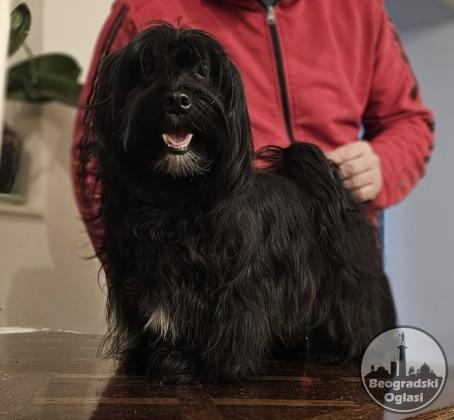 Bichon Havanese- vrhunski Havanski bišoni