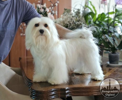Bichon Havanese- vrhunski Havanski bišoni